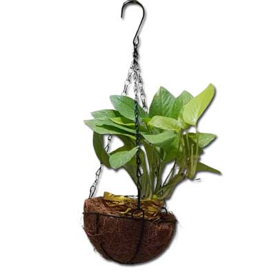 "Pappucharu Annam (Vivaha Bhojanambu) - Click here to View more details about this Product